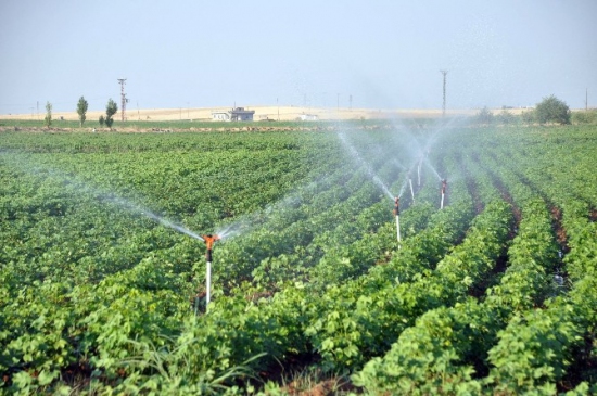 Bayıltıcı Aroma Ve Elektrikli Kesintisi Çiftçiyi…