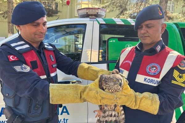 Malatya'da yaralı halde bulunan yabani Kızıl Şahin koruma altına alındı
