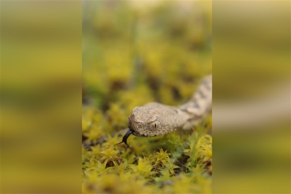 Karabük'te &Prime;Engerek Yılanı&Prime; görüntülendi