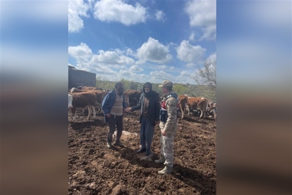 Şanlıurfa’da 13 büyükbaş hayvan çalan şüpheli şahıs yakalandı