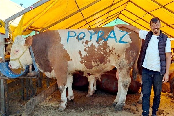 Bahçelievler'de 1 ton 250 kiloluk dev kurbanlık “Poyraz” satıldı