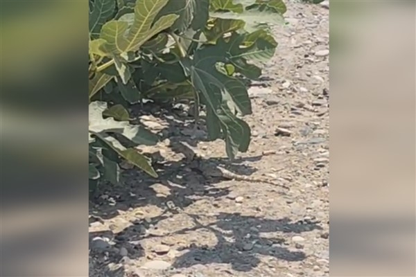Bozova'da dev çöl varanı görüntülendi