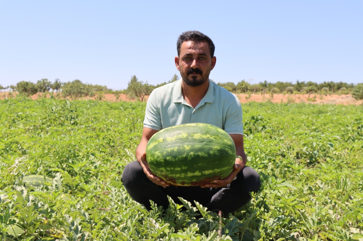 Şanlıurfa'nın Yaylak karpuzu yoğun ilgi görüyor
