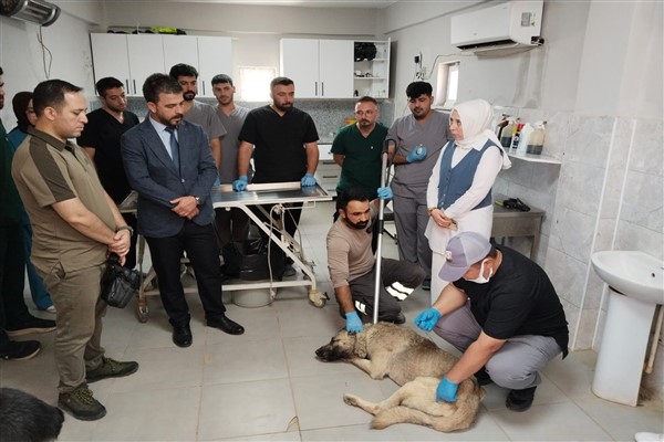 Şanlıurfa'da sahipsiz hayvanların aşılanması gibi konulara yönelik eğitim verildi