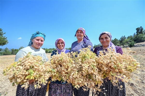 Büyükşehir ile atalık tohumlar geleceğe taşınıyor