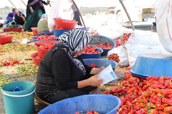 Şanlıurfa’da mevsimlik işçilere sağlık molası