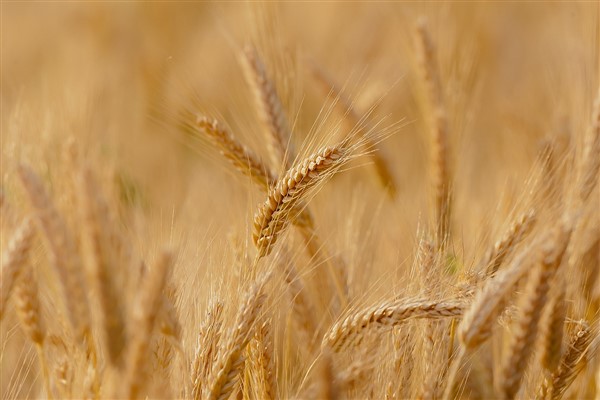 Arpa ve mısır yükseldi, makarnalık buğday geriledi
