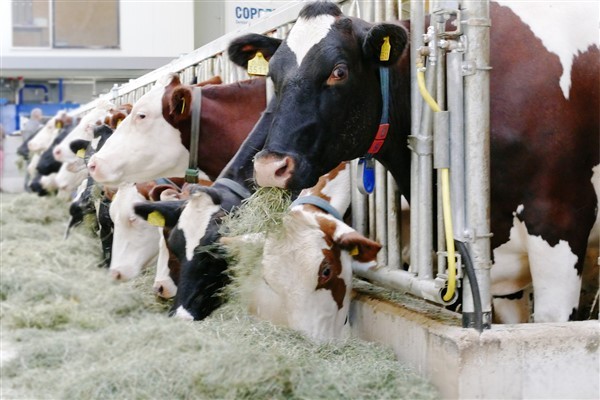 TÜİK- Ticari süt işletmelerince 944 bin 926 ton inek sütü toplandı