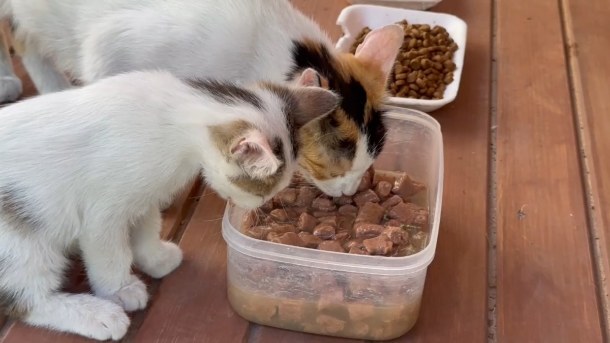 ŞANLIURFA’NIN 11 FARKLI NOKTASINA 12 KEDİ EVİ KURULDU