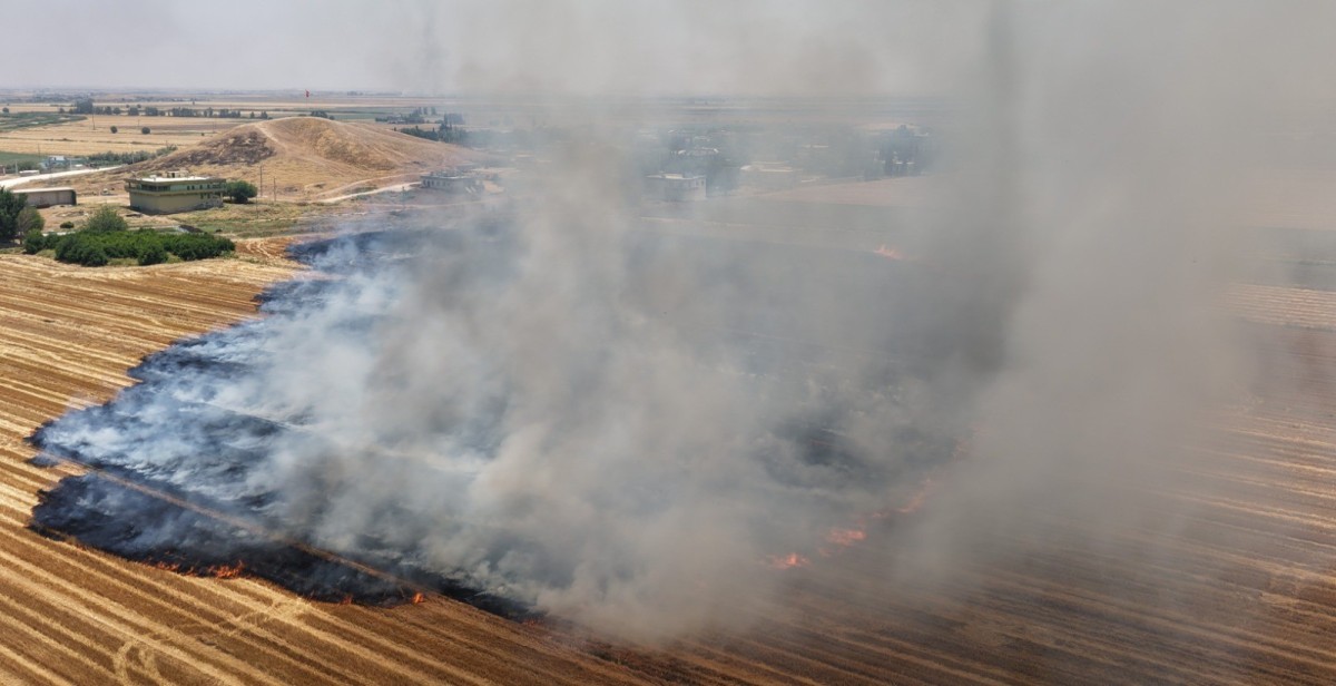 ŞANLIURFA'DA ANIZA DOĞRUDAN EKİM ÇALIŞMALARI BÜYÜYOR