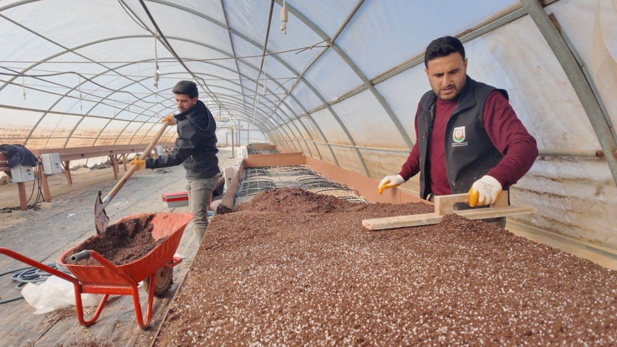 ŞANLIURFA’DA TARİHİ SAFRAN ÜRETİMİ BÜYÜKŞEHİR DESTEĞİYLE YENİDEN CANLANIYOR
