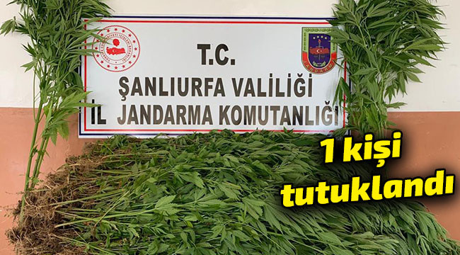 2 bin 367 kök kenevir ele geçirildi