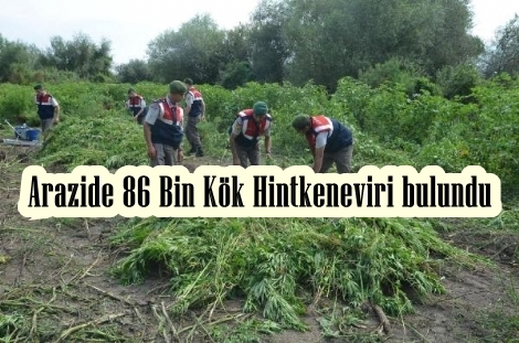 Arazide 86 Bin Kök Hintkeneviri Ele Geçirildi