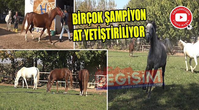 Atlar koşuyor; Suruç kazanıyor