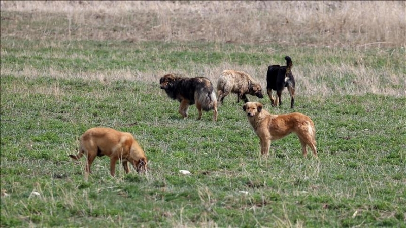 Başıboş köpekler çocuk parkını istila etti