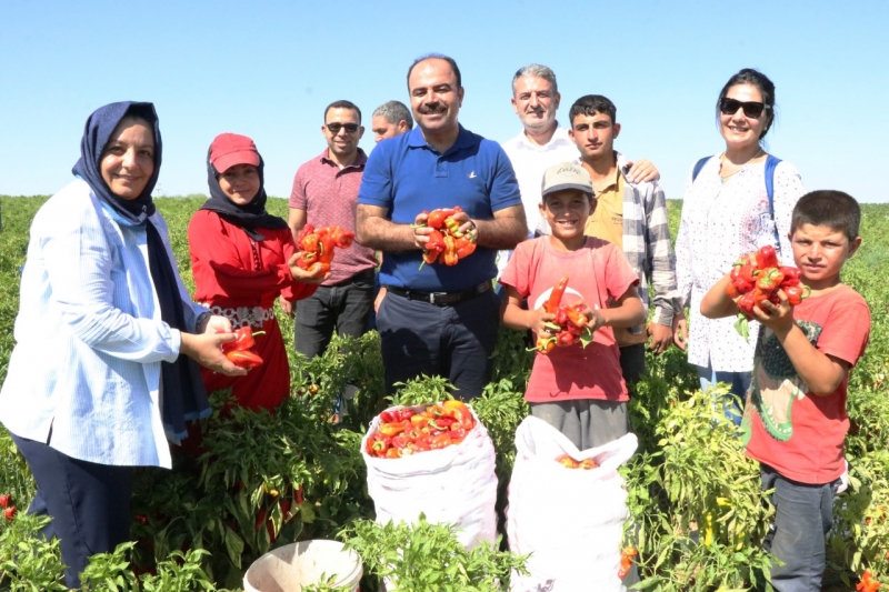 BAŞKAN ÇİFTÇİ, İSOT HASADINA KATILDI