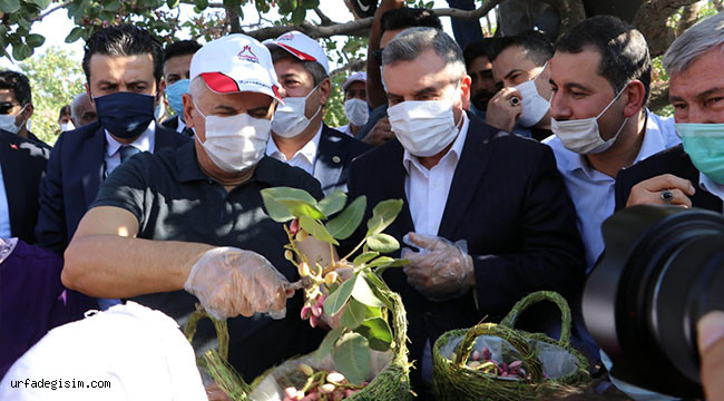 Binali Yıldırım fıstık hasadına katıldı