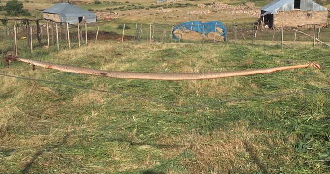 Bingöl'de dev yılan görenleri şaşırttı! Ot biçerken aniden ortaya çıktı