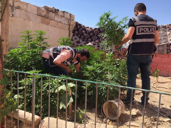  Birecik İlçesi'nde Evin damına ekilen 90 kök hintkenevirine 2 gözaltı