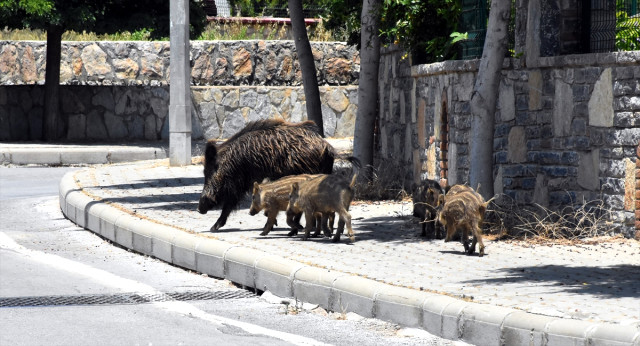 Bodrum'da Aç Kalan Domuz Sürüsü İlçe Merkezine İndi