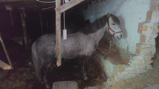 İstanbul'da At eti kesim merkezine baskın! Kilolarca at eti bulundu, 3 hayvan kurtarıldı