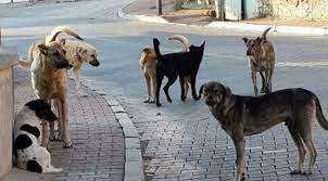 Şanlıurfa'da Başıboş sokak köpekleri dehşet saçtı! Kız çocuğunu resmen parçalamışlar