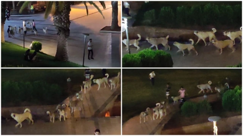Şanlıurfa'da Başıboş Köpekler Şehrin Göbeğinde Tehlike Yaratıyor
