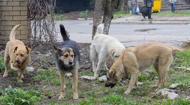  Valibey sokak köpeklerinin toplatılması için talimat verdi