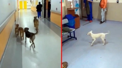 Yer: Kocaeli! Hastane koridorları başıboş köpeklere emanet